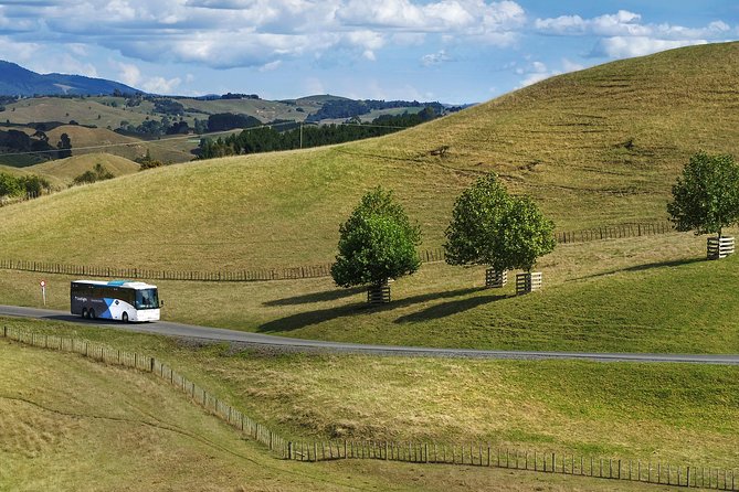 Hobbiton & Waitomo Caves Guided Tour from Auckland with Lunch - What the guides add to the experience
