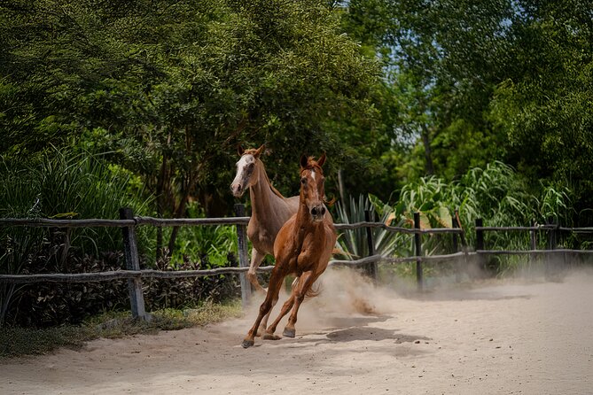 Horseback Riding and Cenote Swim from Cancun or Playa del Carmen - Snacks, drinks, and optional photos