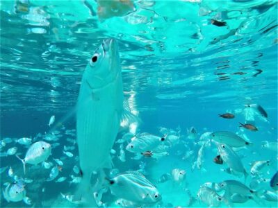Snorkeling and SUP Paddle, Beach and Cave Tour