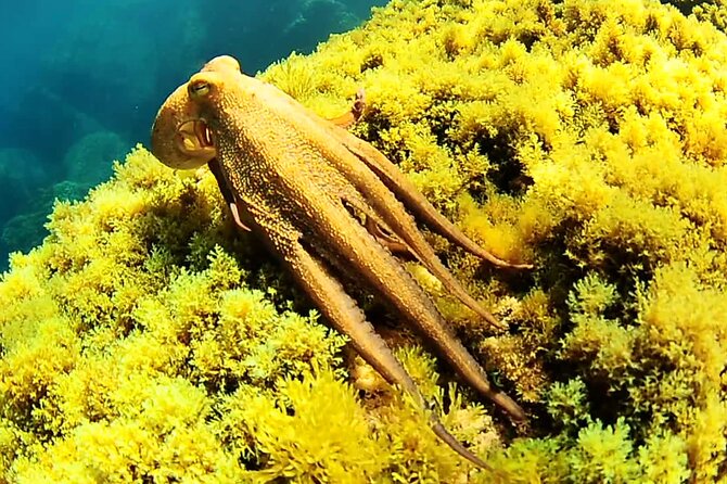 Ibiza Snorkeling Beach and Cave Tour - Weather and sea conditions are part of the deal