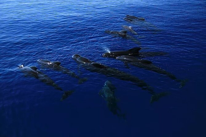 Kona Snorkel Tour: Captain Cook Reef Snorkel, Dolphin & Sea Caves - A small Zodiac instead of a crowded tour boat