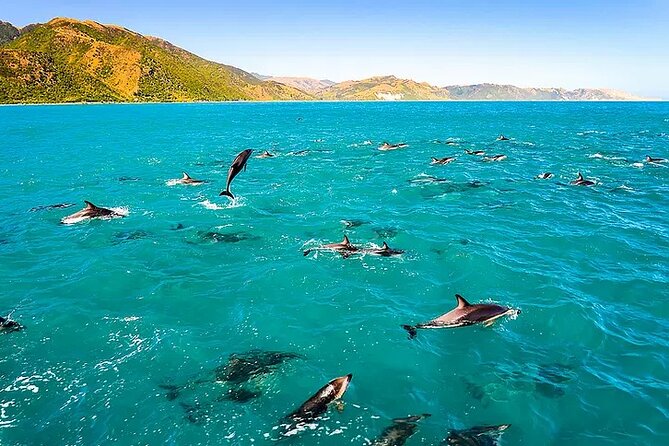Kona Snorkel Tour: Captain Cook Reef Snorkel, Dolphin & Sea Caves - Captain Cook Monument and the Kealakekua reef