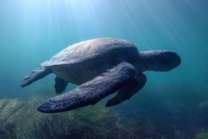 La Jolla Sea Caves Kayak Tour For Two (Tandem Kayak) - Who Will Enjoy This La Jolla Kayak Trip