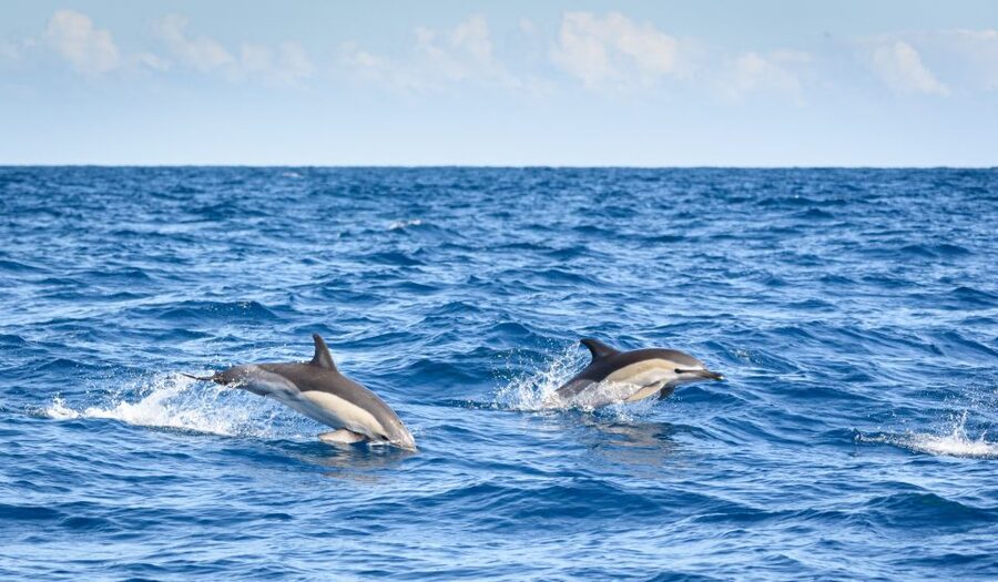 Lagos: Dolphins & Caves - Catamaran - Marine biology without a classroom