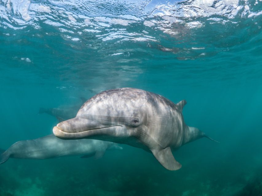 Lagos: Dolphins & Caves - Catamaran - FAQ