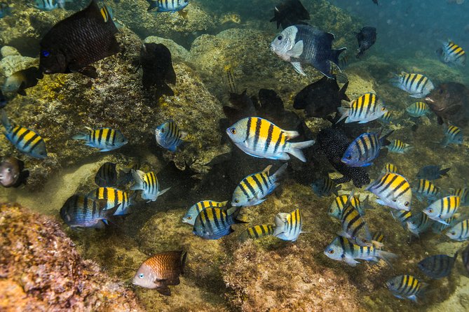 Magical Cenote and Paradise Lagoon Snorkeling Adventure - Guides are a major part of the value