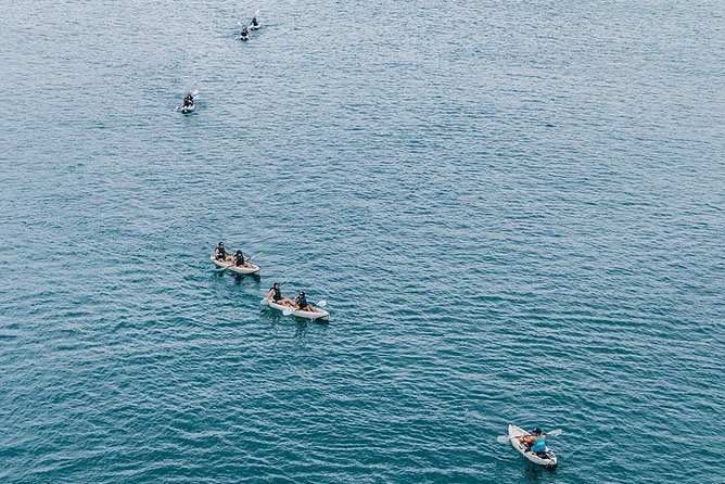 Original La Jolla Sea Cave Kayak Tour for Two - Wildlife sightings are the strongest reason to go