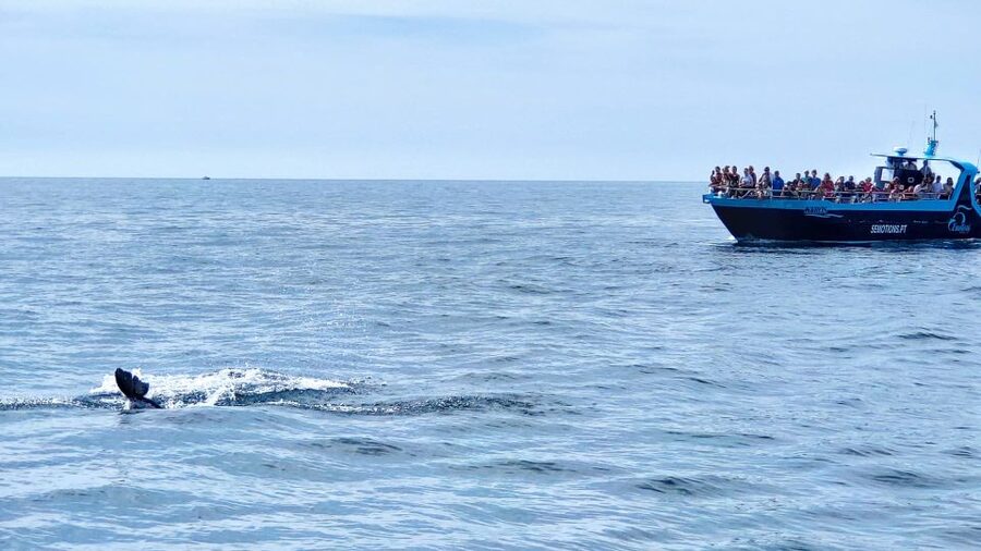 Portimão: Benagil Caves & Dolphins Watching with Biologist - Key points to know before you go
