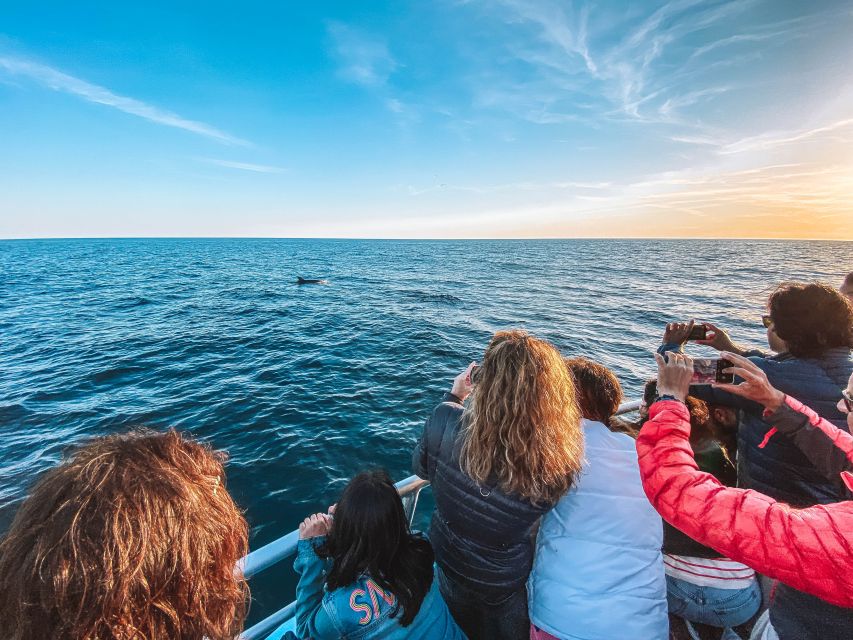 Portimão: Benagil Caves & Dolphins Watching with Biologist - Why the marine biologist matters