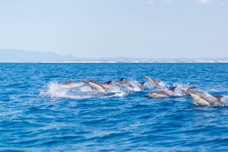 Portimão: Benagil Caves & Dolphins Watching with Biologist - Price, comfort, and overall value