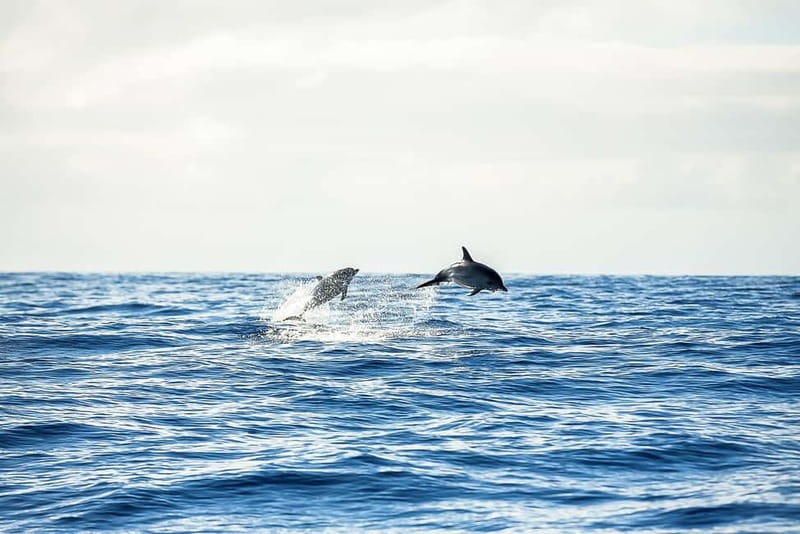 Portimão: Benagil Caves Speed Boat Tour with Sunset Option - Is $20 good value for 90 minutes?
