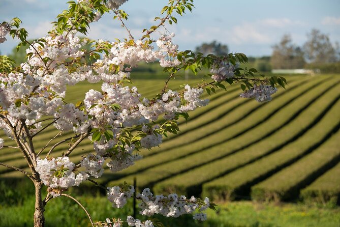 Private tour from Auckland - Waitomo Glowworm Caves, Zealong Tea & Kiwi Bird - Otorohanga Kiwi House: a closer look at New Zealand wildlife