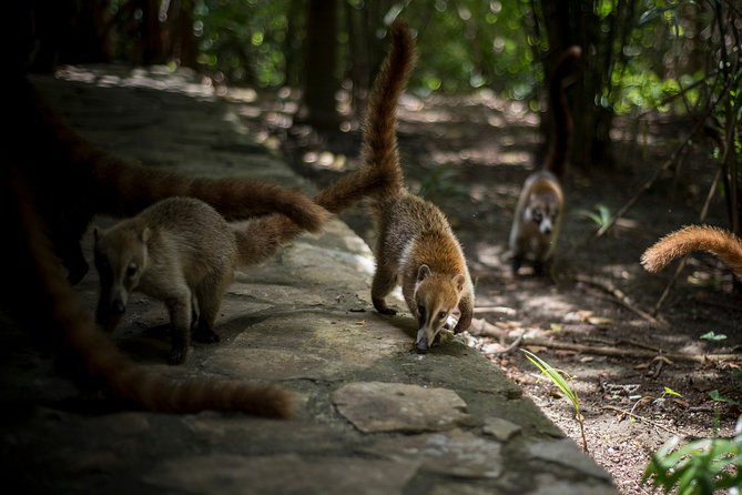 Private Tulum Ruins, Reef Snorkel & Cenote Adventure - Should You Book This Tulum and Cenote Day?