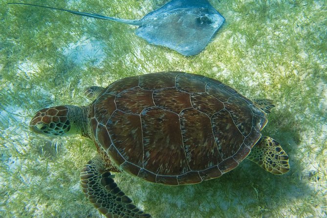 Private Turtles & Cenotes Adventure - Two Yucatan waters in one short outing