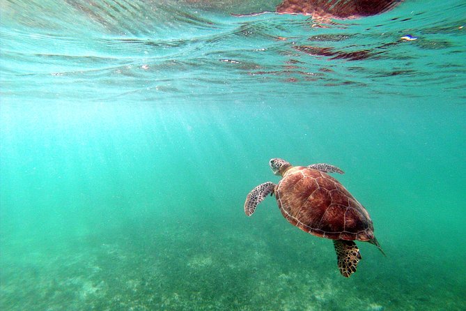 Private Turtles & Cenotes Adventure - Who will enjoy this private adventure most?