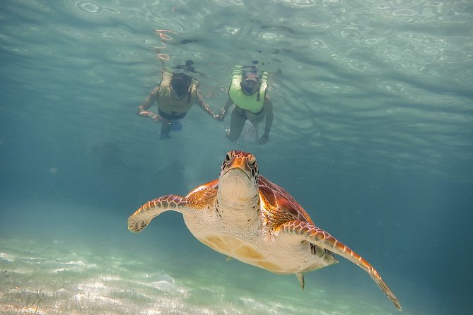 Private Turtles & Cenotes Adventure - The cenote: freshwater, rock, and quiet darkness