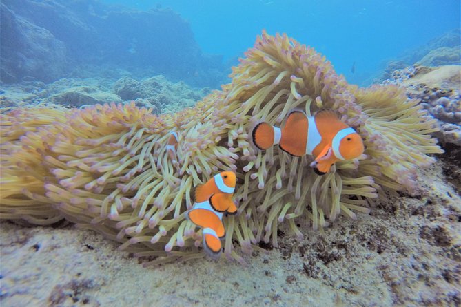 Snorkeling in the Blue Cave area【Okinawa Prefecture: Free feeding & photo images!English and Chinese speaking guide available! - What this Okinawa snorkeling trip is really like