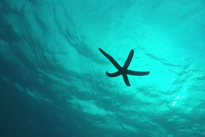 Snorkeling in the Blue Cave area【Okinawa Prefecture: Free feeding & photo images!English and Chinese speaking guide available! - Tropical fish, feeding, and underwater photographs