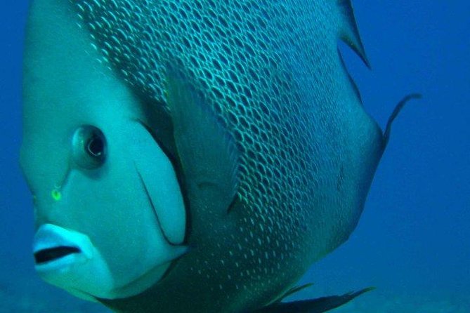 Snorkeling with Caribbean fish and private cenote exploration - The Mexico Kan Tours cave route
