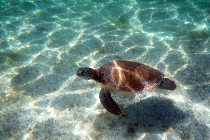 Snorkeling with Caribbean fish and private cenote exploration - Guides make the difference
