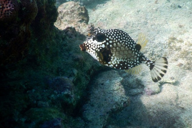 Snorkeling with Caribbean fish and private cenote exploration - Lunch in a local setting