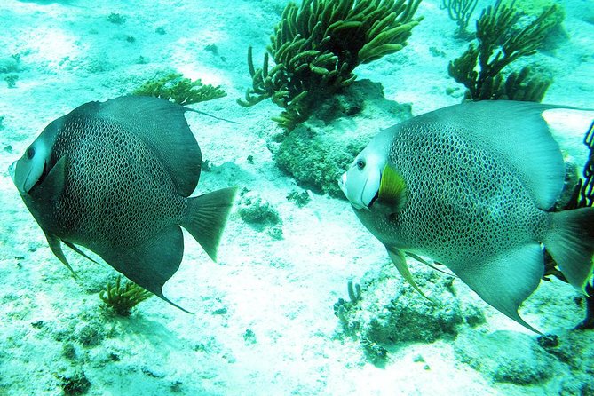 Snorkeling with Caribbean fish and private cenote exploration - Is $169 a fair price?