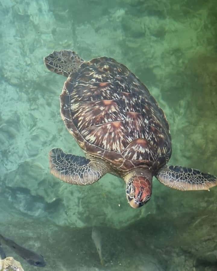 SWIMMING WITH TURTLES AT SALAAM CAVE AT KIZIMKAZI ZANZIBAR - What Salaam Cave is really like