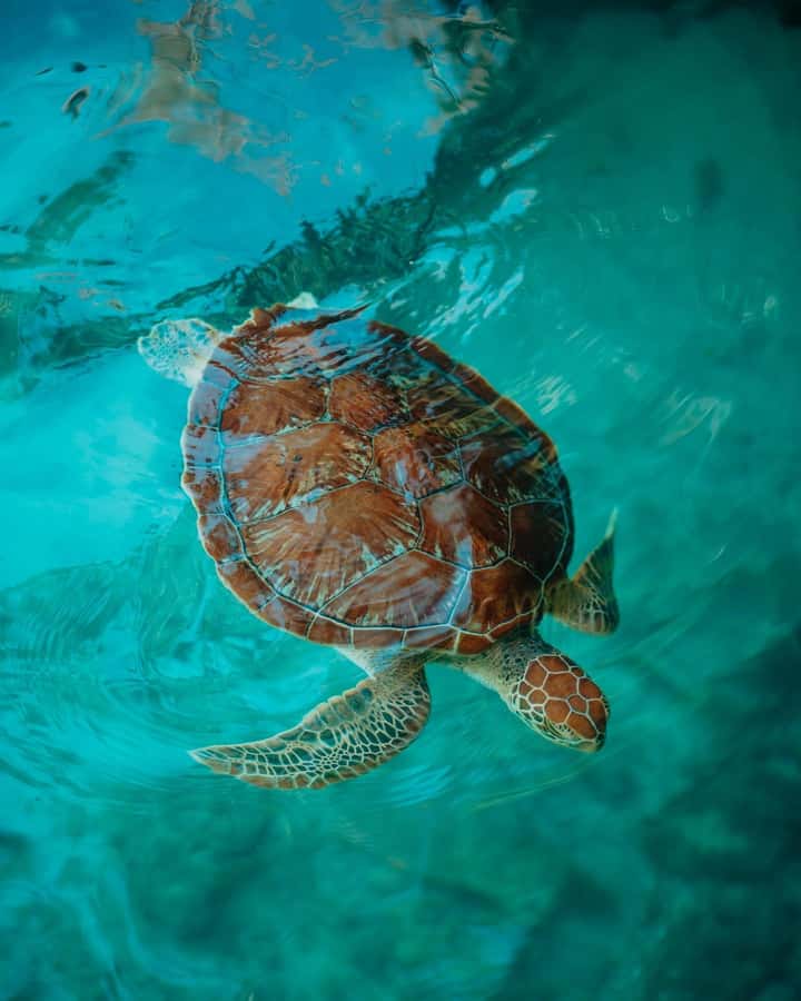SWIMMING WITH TURTLES AT SALAAM CAVE AT KIZIMKAZI ZANZIBAR - Arriving at the turtle cave