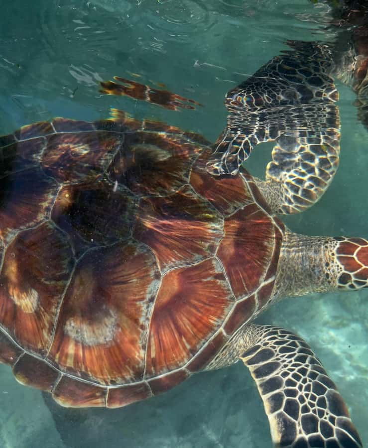 SWIMMING WITH TURTLES AT SALAAM CAVE AT KIZIMKAZI ZANZIBAR - Swimming beside the sea turtles