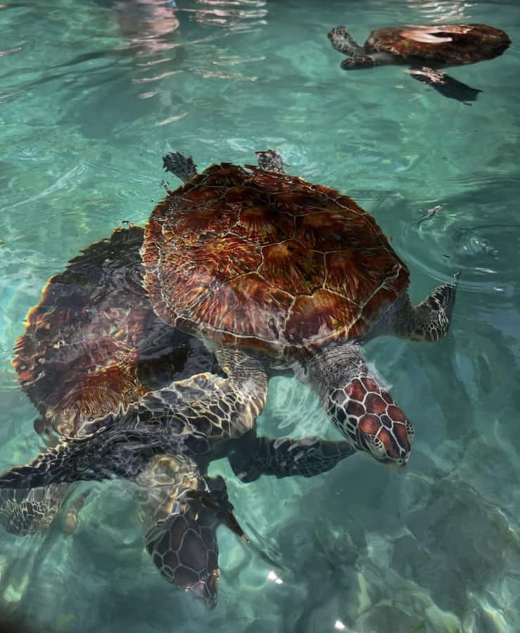 SWIMMING WITH TURTLES AT SALAAM CAVE AT KIZIMKAZI ZANZIBAR - The best time to visit