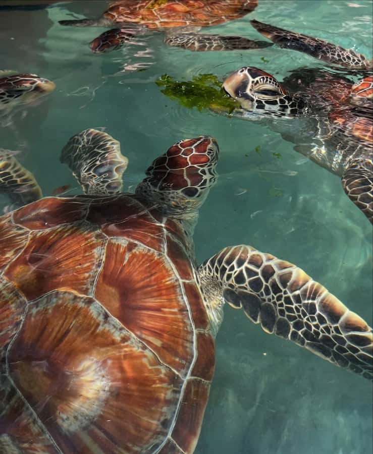 SWIMMING WITH TURTLES AT SALAAM CAVE AT KIZIMKAZI ZANZIBAR - What the $50 price includes