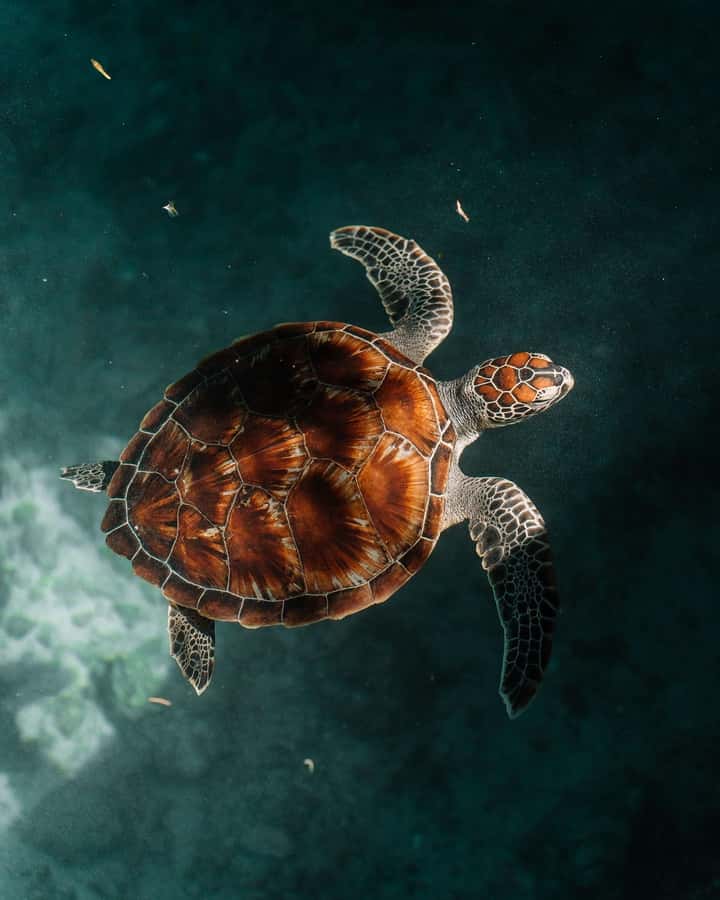 SWIMMING WITH TURTLES AT SALAAM CAVE AT KIZIMKAZI ZANZIBAR - The guide and private group setup
