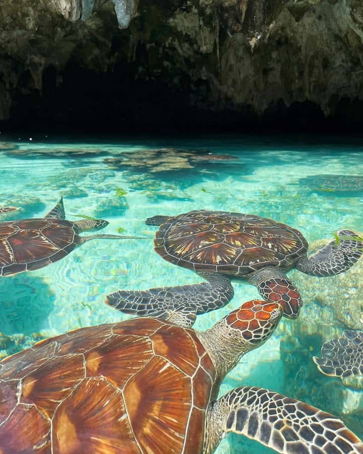 SWIMMING WITH TURTLES AT SALAAM CAVE AT KIZIMKAZI ZANZIBAR - The pickup from southern Zanzibar