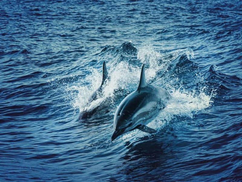 Taormina and Giardini Naxos: 2 Hour Dolphin Tour & Grotto - Isola Bella, viewed from the sea