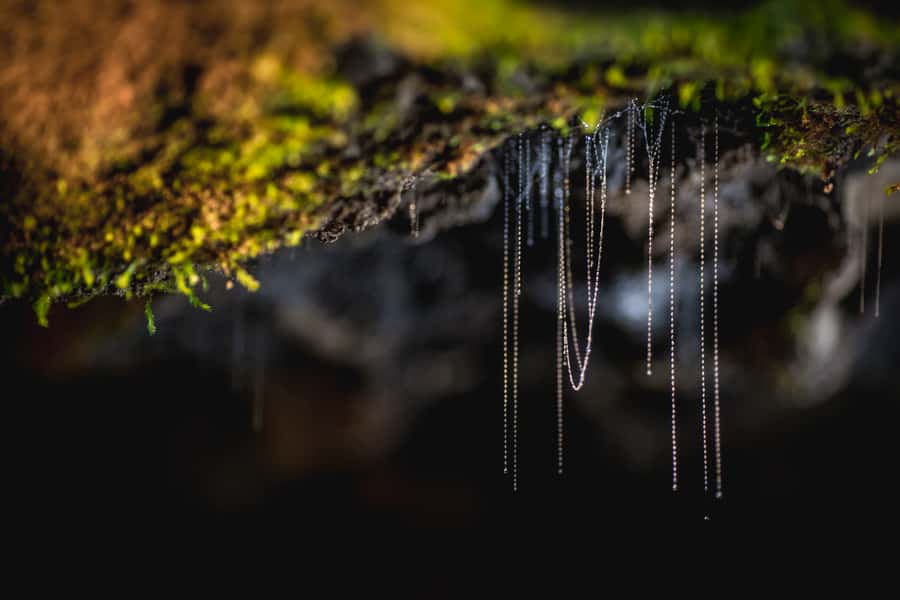 Te Anau: Glowworm Caves Guided Tour - Is $77 a fair price?