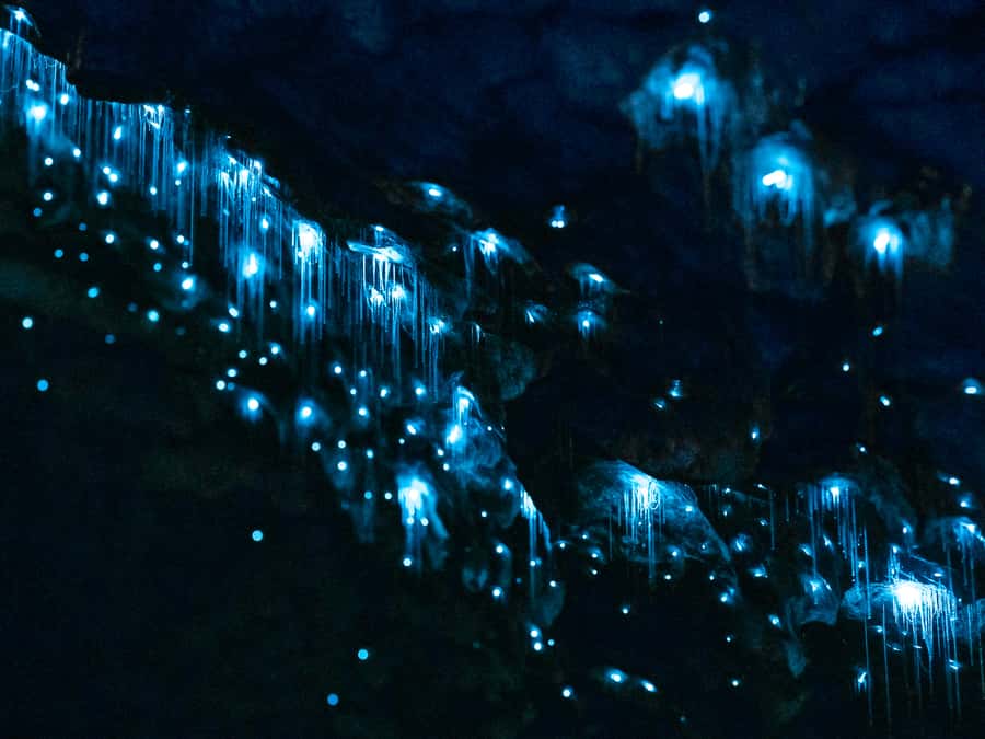 Te Anau: Glowworm Caves Guided Tour - Start at the RealNZ Visitor Centre