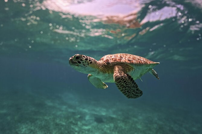 Tulum Ruins, Turtles in Akumal and Cenote tour - Three Sides of the Riviera Maya in Eight Hours