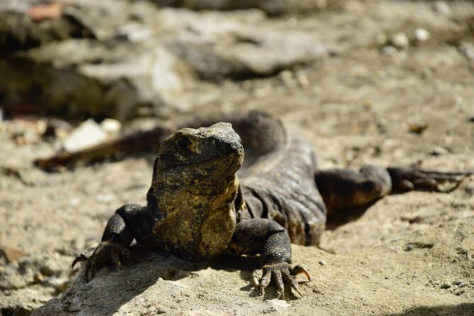 Tulum Ruins, Turtles in Akumal and Cenote tour - Yax-Muul Cenote: Freshwater Inside the Limestone