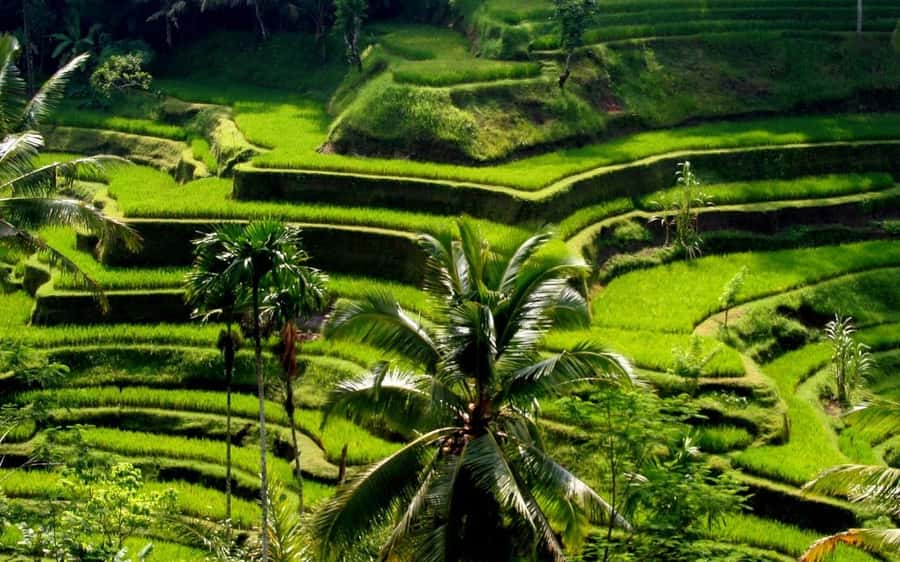 Ubud: Rice Terrace, Waterfall, & Elephant Cave - Kemenuh reveals Bali’s woodcarving tradition