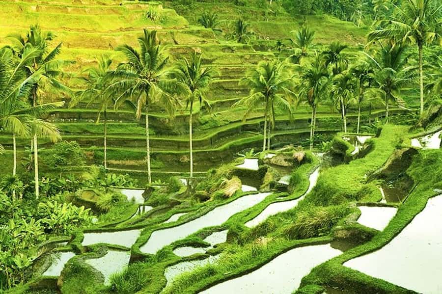 Ubud: Rice Terrace, Waterfall, & Elephant Cave - Transport, timing, and the private-tour advantage