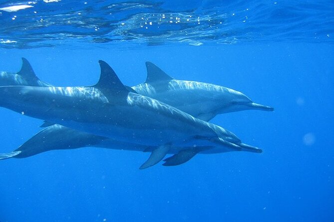 Ultimate Na Pali Coast Zodiac Boat Snorkeling and Sea Cave Tour - What makes this Na Pali boat trip different