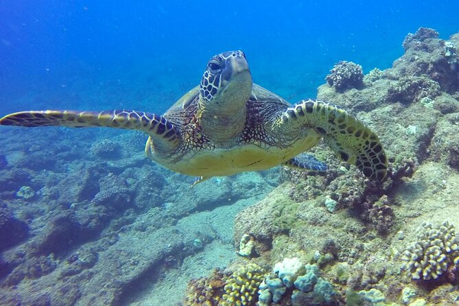 Ultimate Na Pali Coast Zodiac Boat Snorkeling and Sea Cave Tour - Wildlife sightings around Kauai