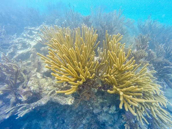 Viator Exclusive: Tulum Ruins, Reef Snorkeling, Cenote and Caves - Lunch, photos, and the extra-cost details