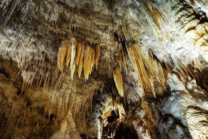 Waitomo Caves & Rotorua - Te Puia Small-Group Tour from Auckland - The morning drive through Waikato