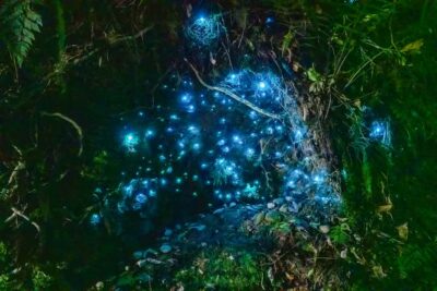 Glowworm Caves Guided Tour by Boat