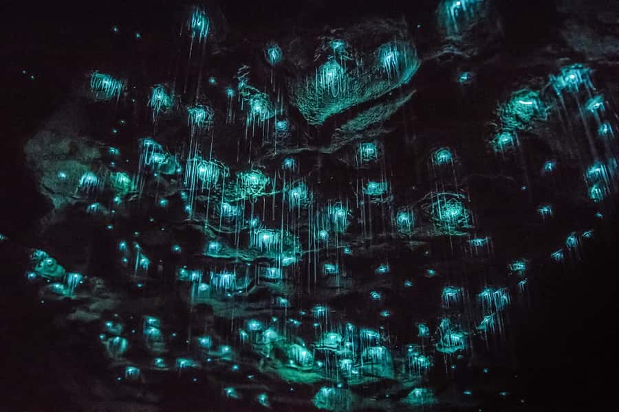 Waitomo: Glowworm Caves Guided Tour by Boat - What makes the guiding so important