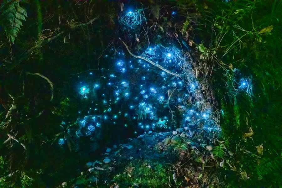 Waitomo: Glowworm Caves Guided Tour by Boat - Beginning on foot among ancient limestone