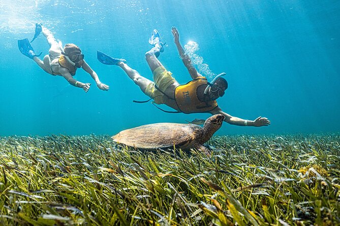 With Turtles, Shipwreck, Cenote, and Reef and Transport Included - Photos and videos can add a steep extra cost