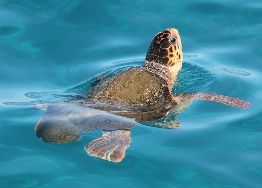 Zakynthos: Marathonisi, Cameo Island and Keri Caves Tour - Marathonisi, the turtle-shaped island