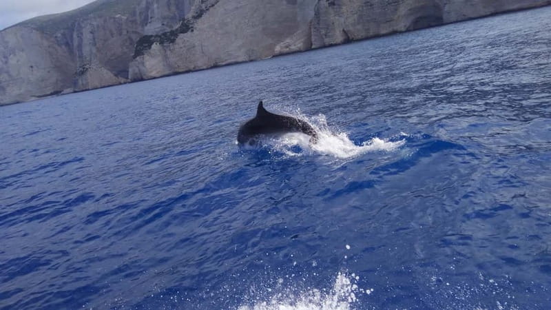 Zakynthos: Shipwreck Beach, Viewpoint, Blue Caves Day Tour - Exo Chora’s old olive tree and local tastings